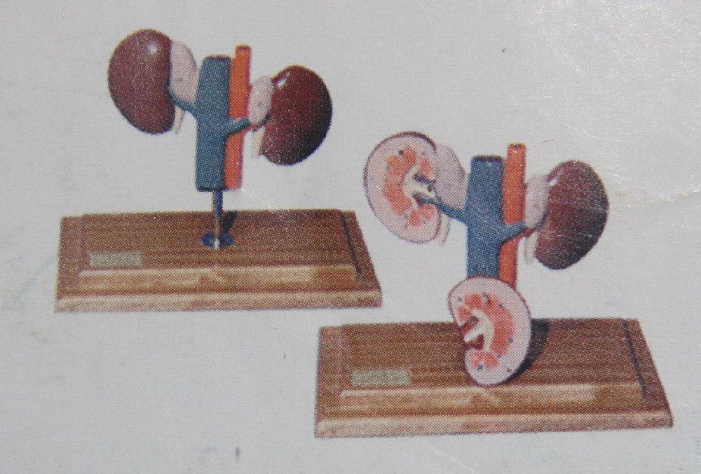 羊肾模型