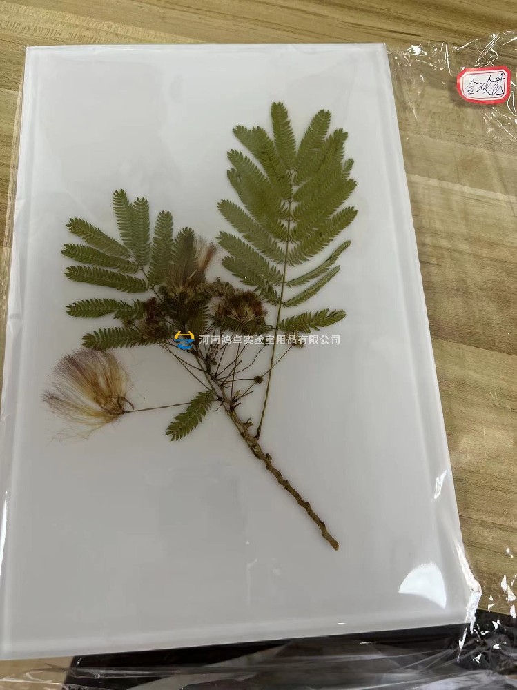 树脂包埋标本