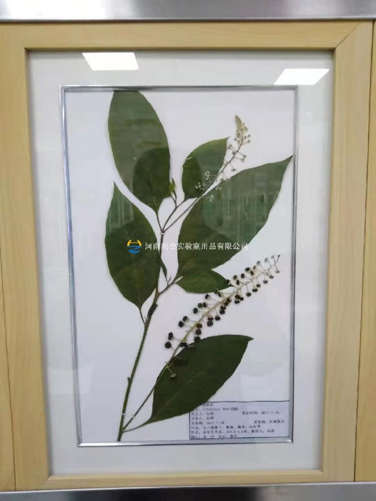 腊叶标本